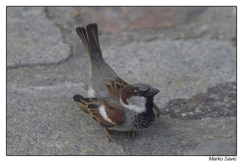 moineau01.jpg