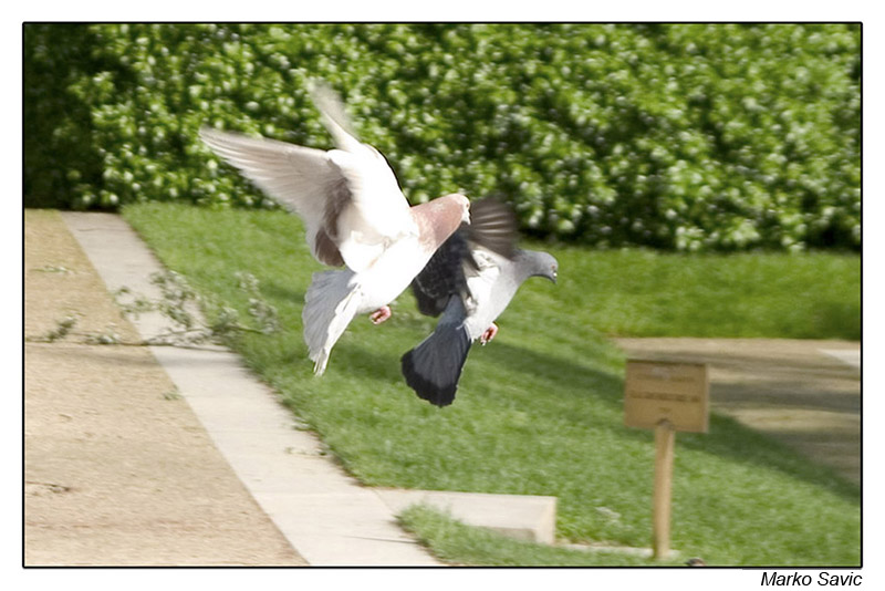 pigeon02.jpg