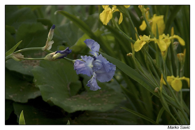 fleur01.jpg