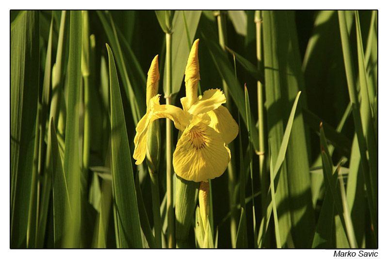 fleur02.jpg