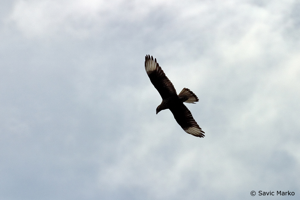 CRW_2881.jpg