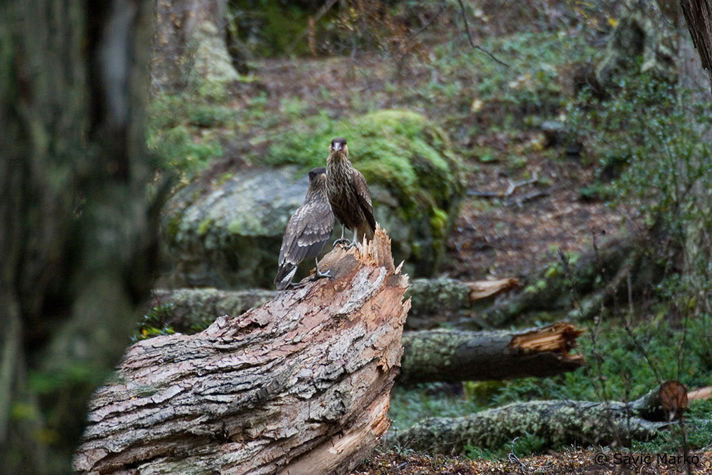 CRW_2899.jpg