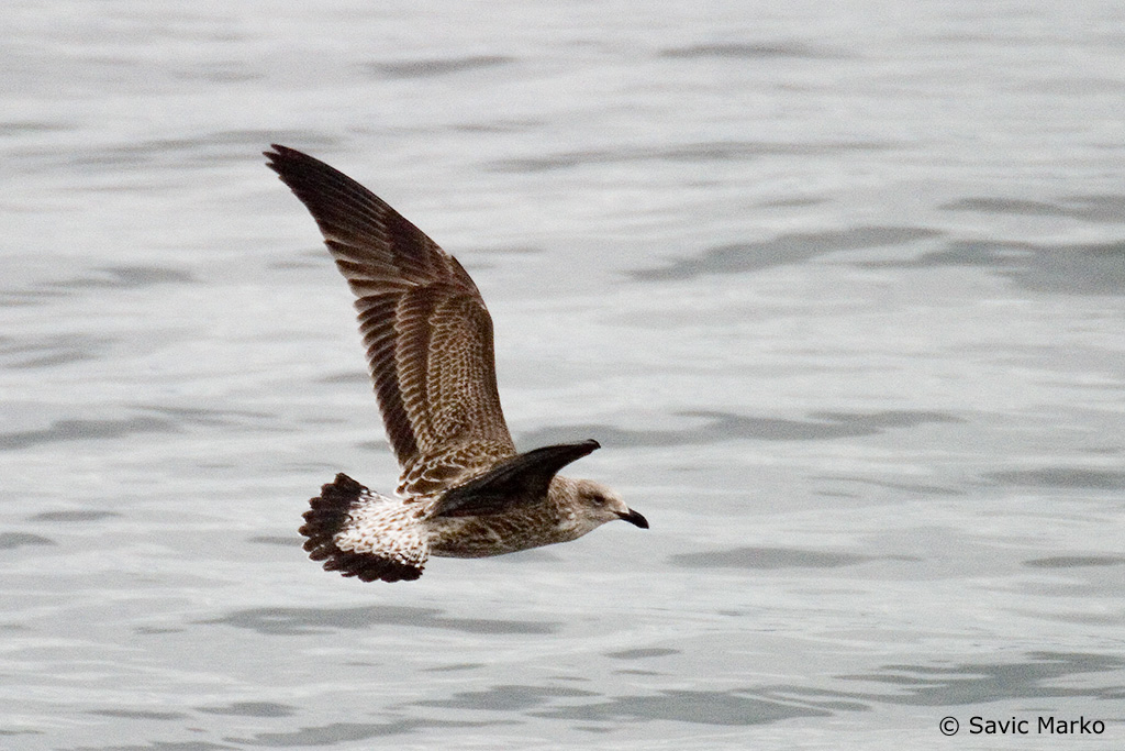 CRW_3022.jpg