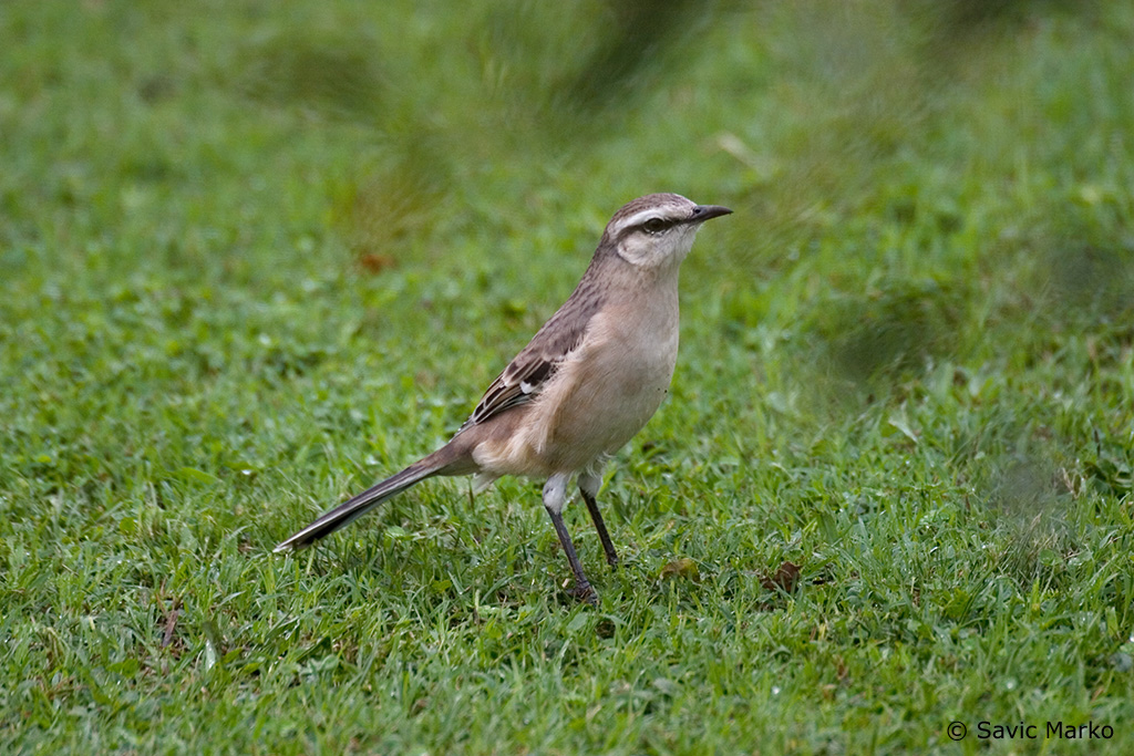 CRW_3210.jpg