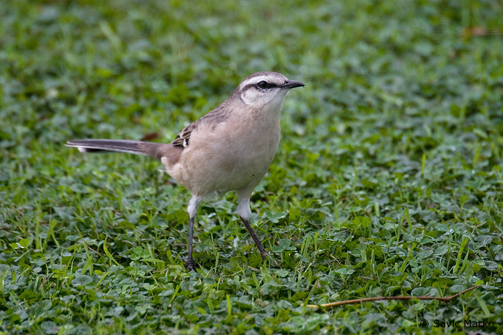CRW_3213.jpg