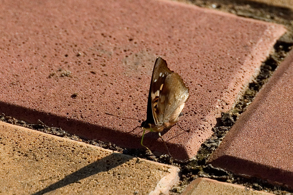 CRW_3400.jpg