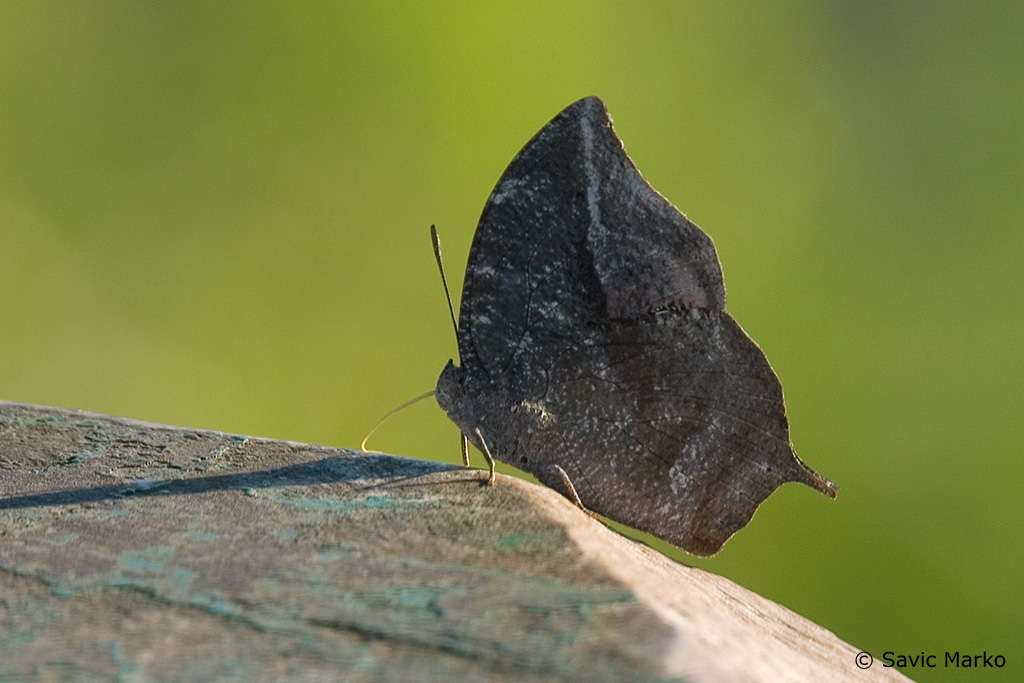CRW_3429.jpg