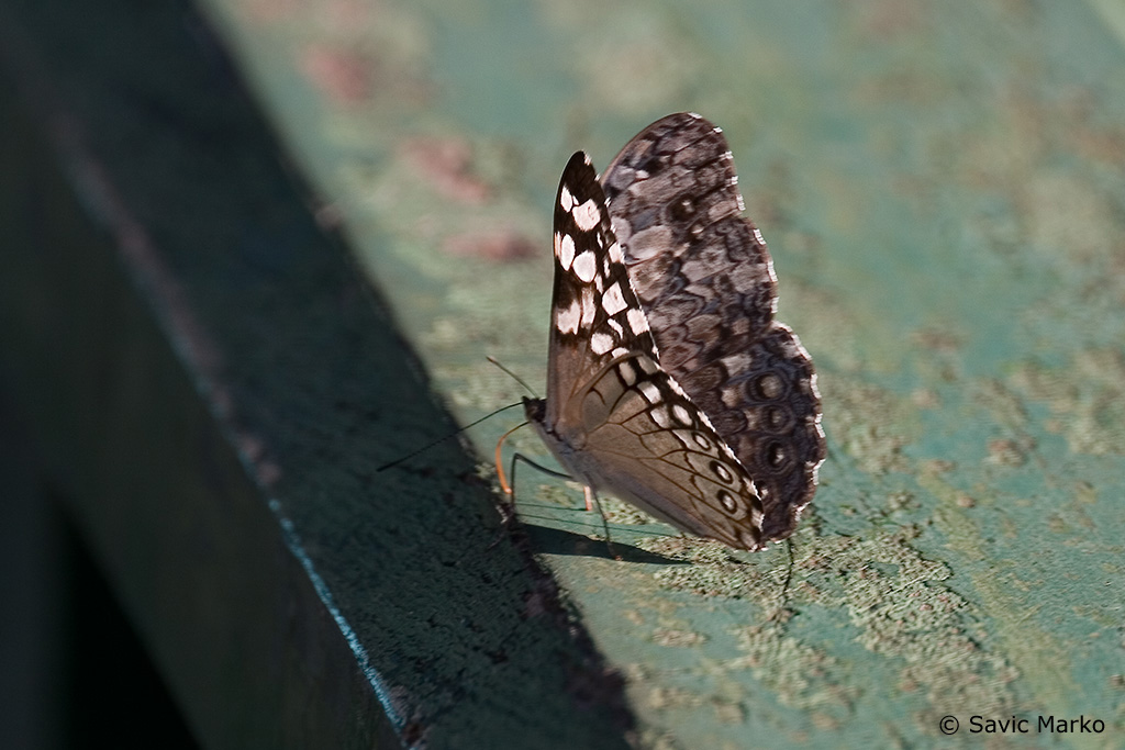 CRW_3433.jpg