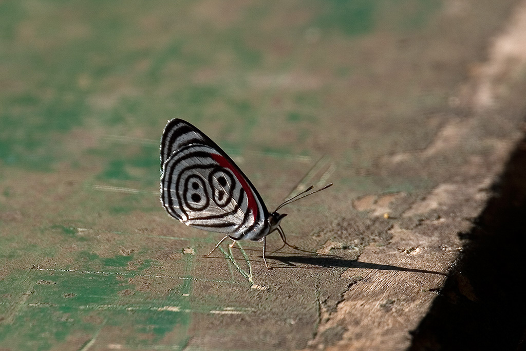 CRW_3444.jpg