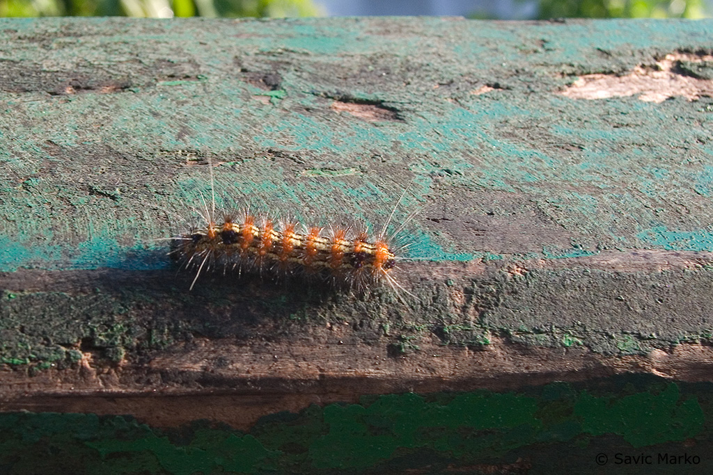 CRW_3490.jpg