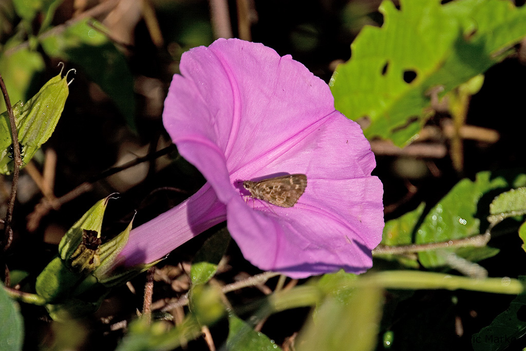 CRW_3525.jpg