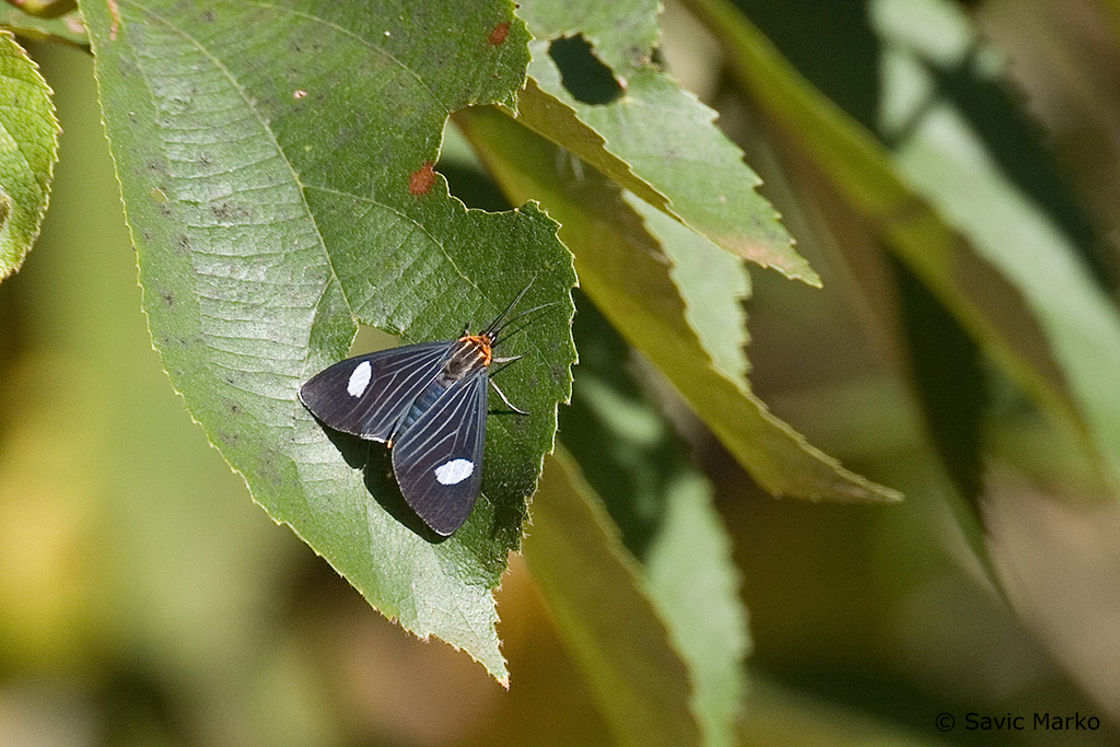 CRW_3577.jpg