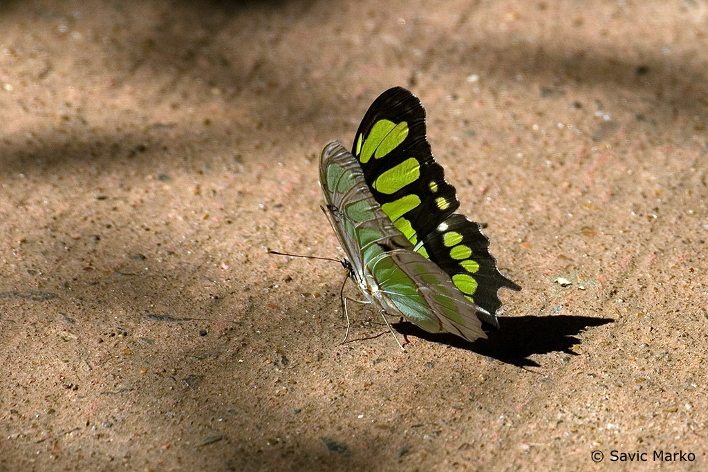 CRW_3669.jpg