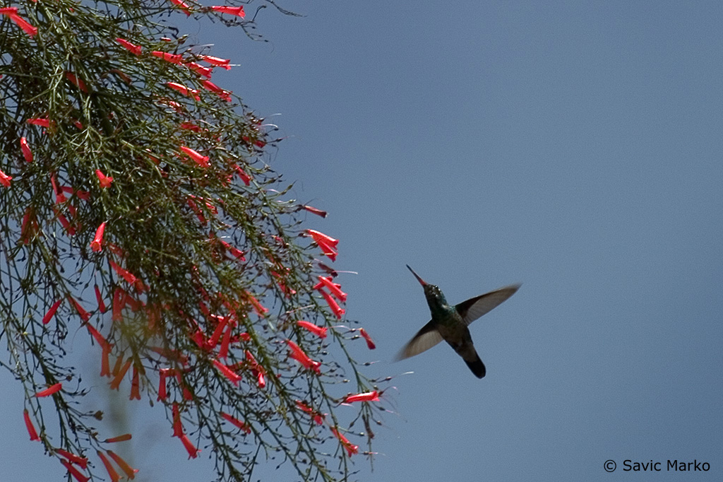 CRW_3752.jpg
