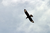 CRW_2881.jpg