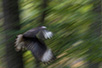 CRW_2900.jpg