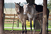 CRW_3196.jpg