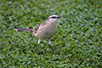 CRW_3213.jpg