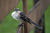 CRW_3220.jpg