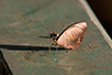 CRW_3458.jpg