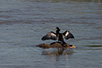 CRW_3623.jpg