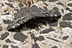 CRW_3804.jpg
